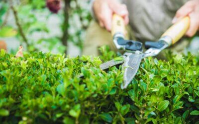 Summer Landscaping Tips: Trimming the hedges